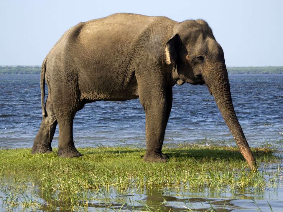 Wild About Sri Lanka - 10 days - On The Go Tours - Sri Lanka - Image 5