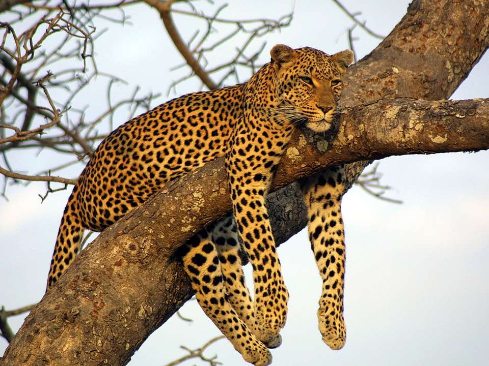 Wild About Tanzania - 10 days - On The Go Tours - Tanzania - Image 3
