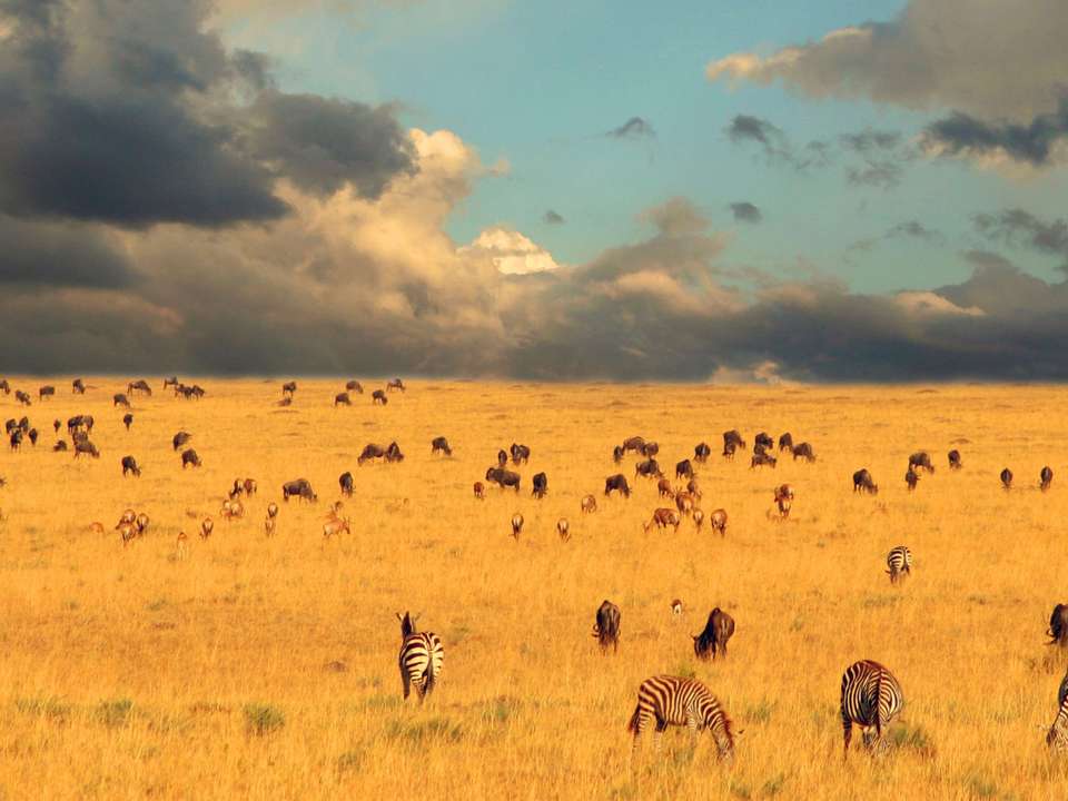 Wild About Tanzania - 10 days - On The Go Tours - Tanzania - Image 4