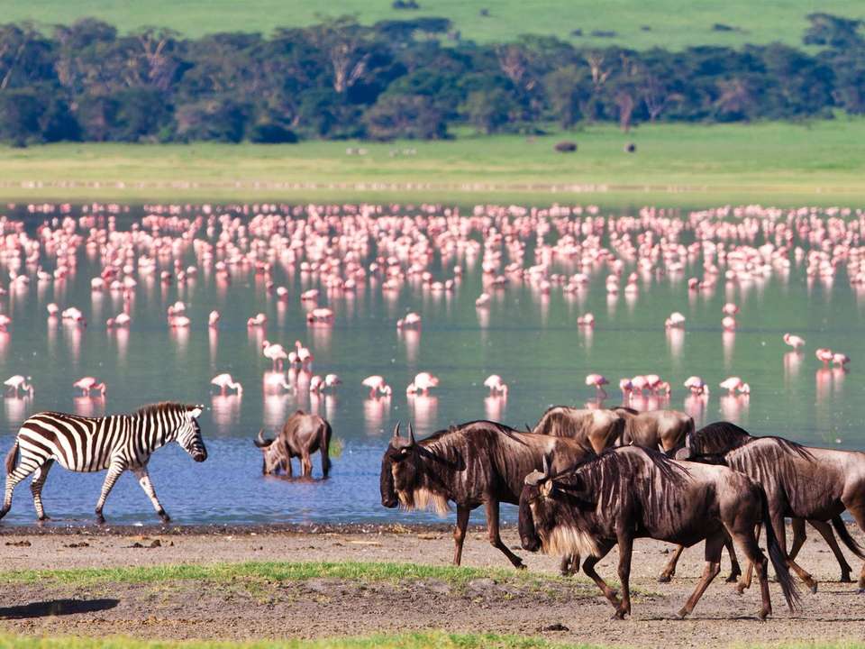 Wild About Tanzania - 10 days - On The Go Tours - Tanzania - Image 7