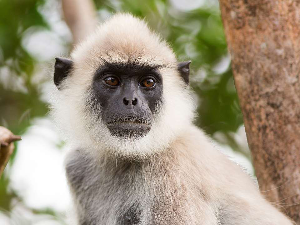 Wild About Wilpattu - 10 days - On The Go Tours - Sri Lanka