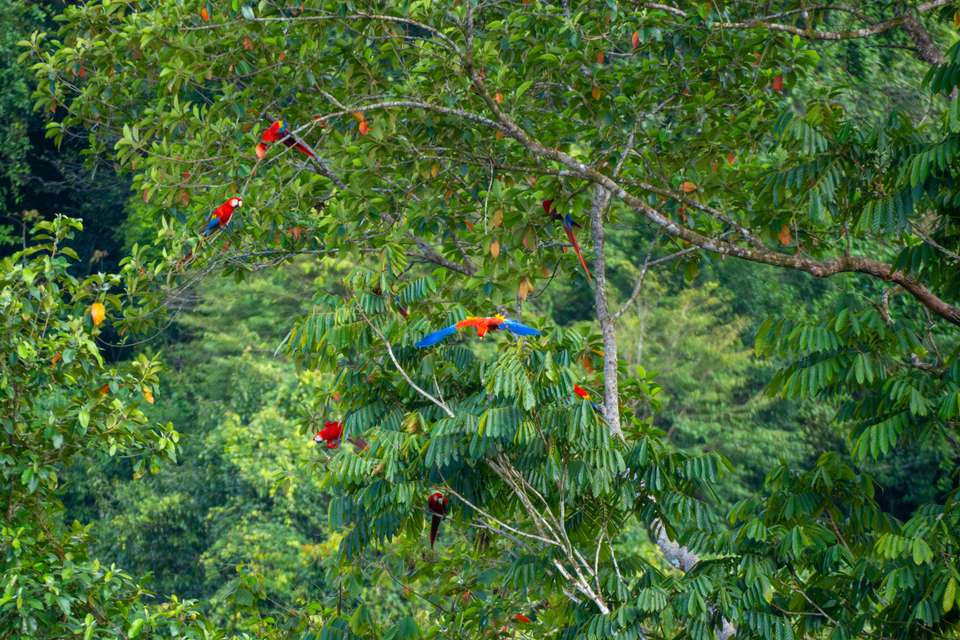 Wild Costa Rica – Premium Adventure - Exodus Adventure Travels - Costa Rica - Image 13