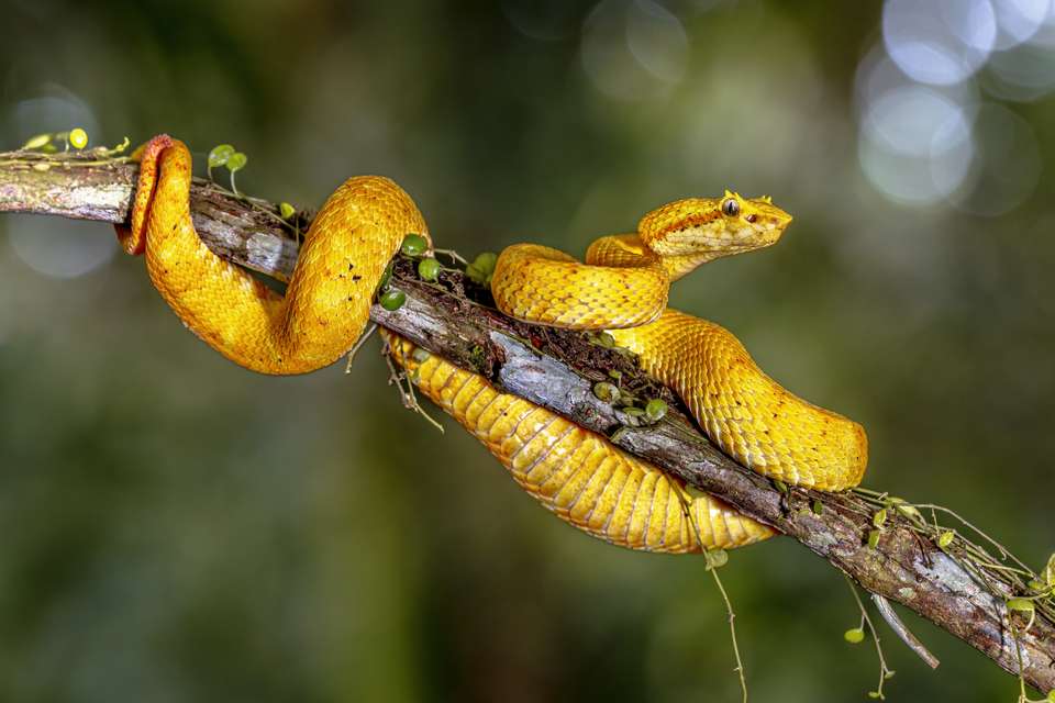 Wild Costa Rica – Premium Adventure - Exodus Adventure Travels - Costa Rica - Image 11