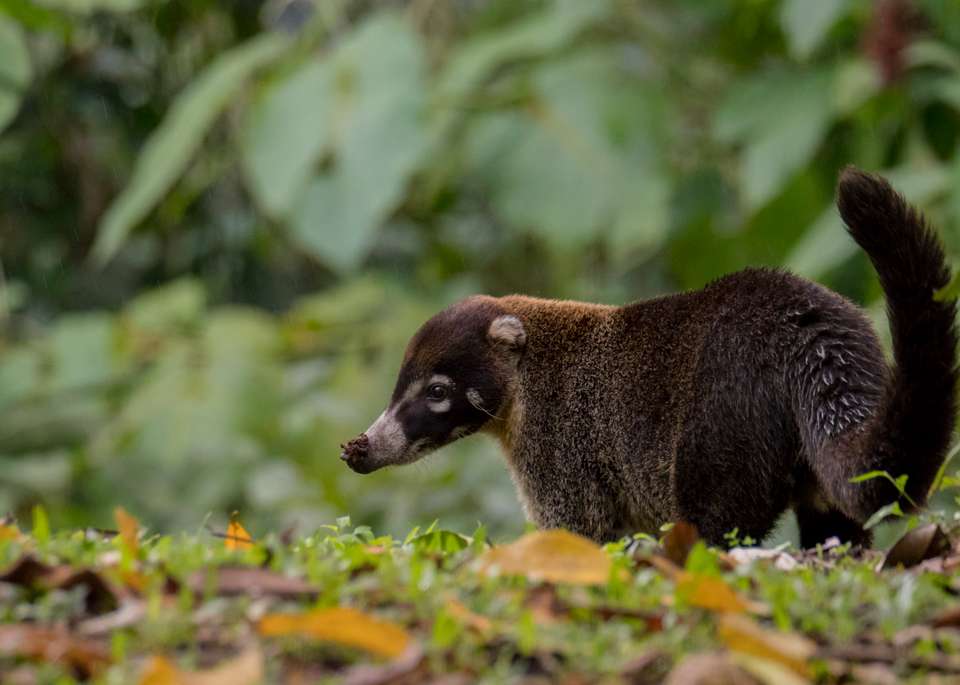 Wild Costa Rica – Premium Adventure - Exodus Adventure Travels - Costa Rica - Image 3
