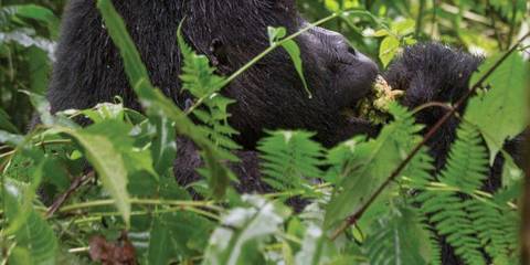 Wildlife Tour: Journeys: Wild Encounters In Rwanda