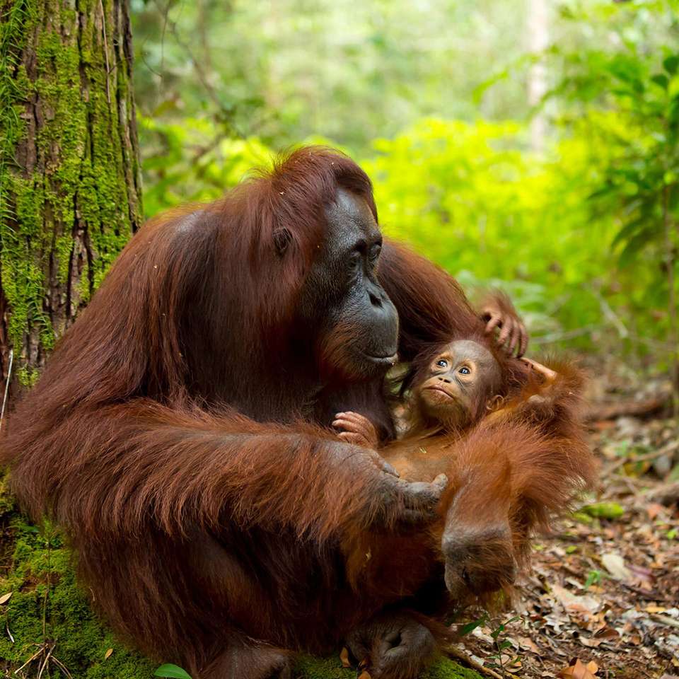 Wild Encounters of Borneo - Small Group - Trafalgar - Malaysia - Image 1