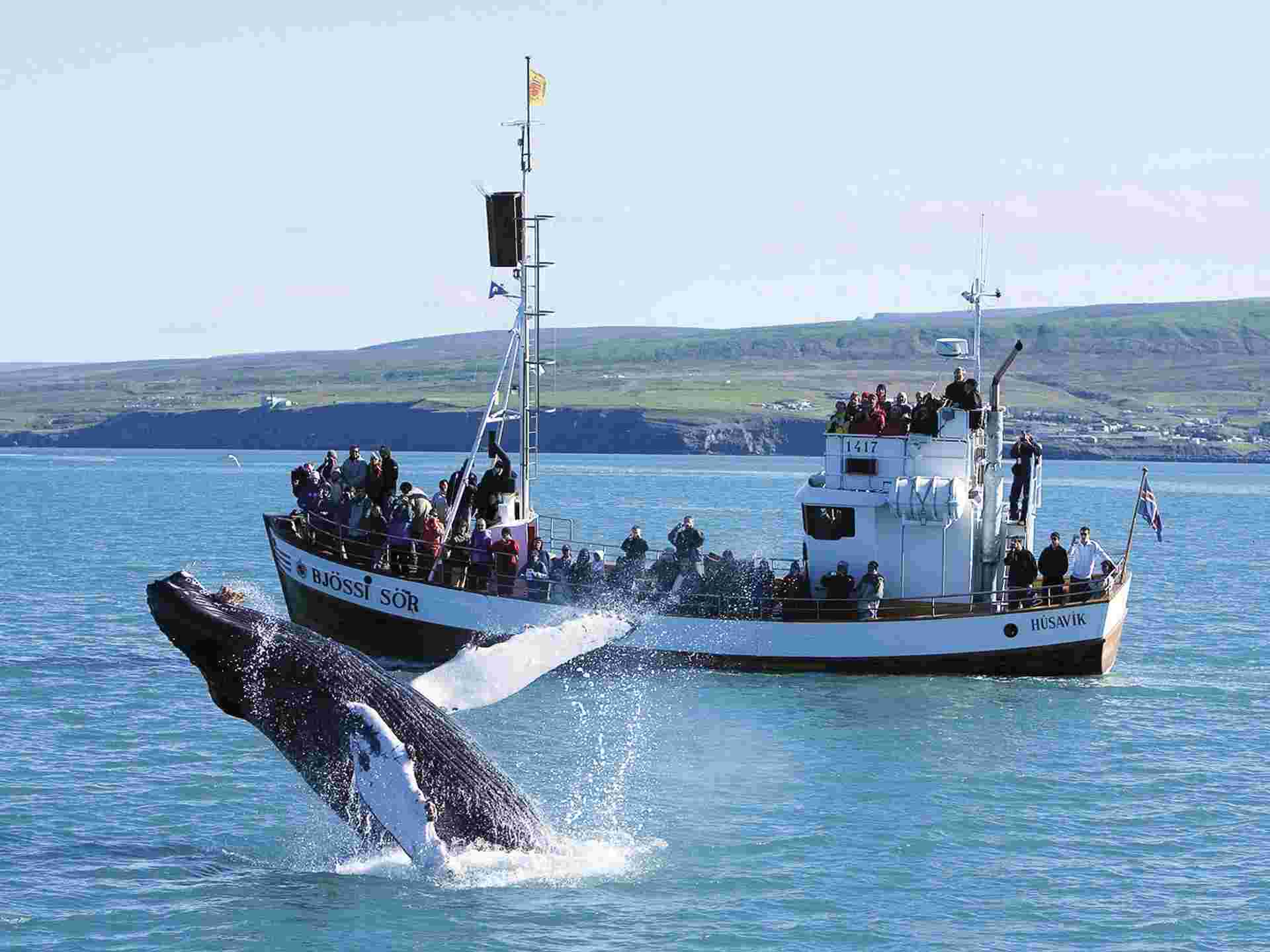 Wild Iceland & Whale Watching - 8 days