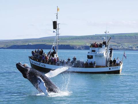 Wild Iceland & Whale Watching - 8 Days - Fall Tours