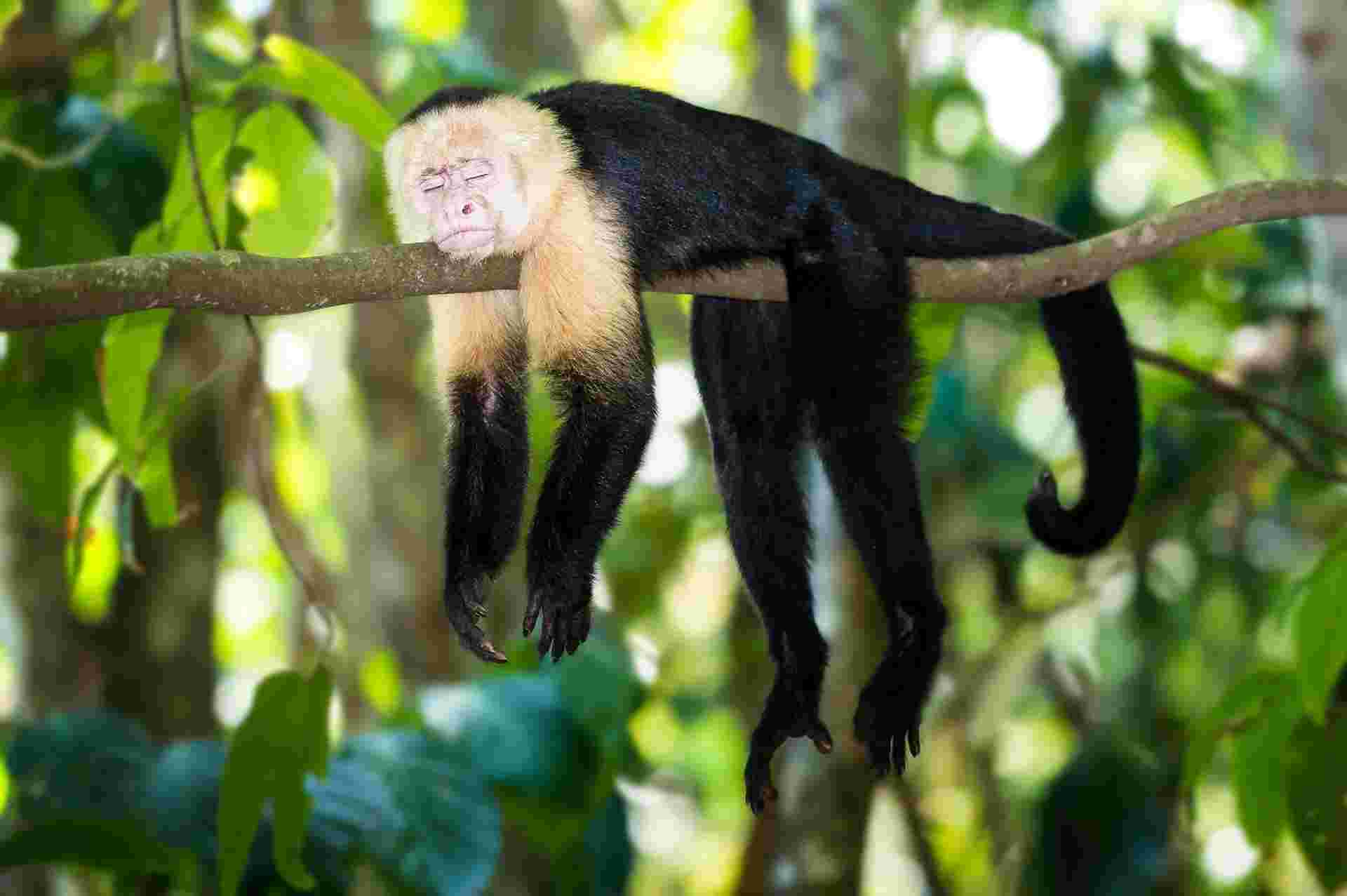 Wild Jungles And Secret Mountains Of Costa Rica (on Request)