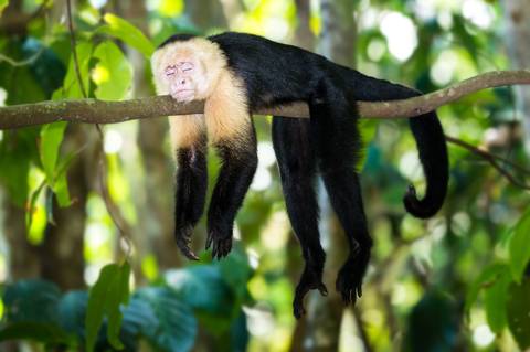 San Jose Wildlife Safaris And Game Drives Tour: Wild Jungles And Secret Mountains Of Costa Rica (on Request)