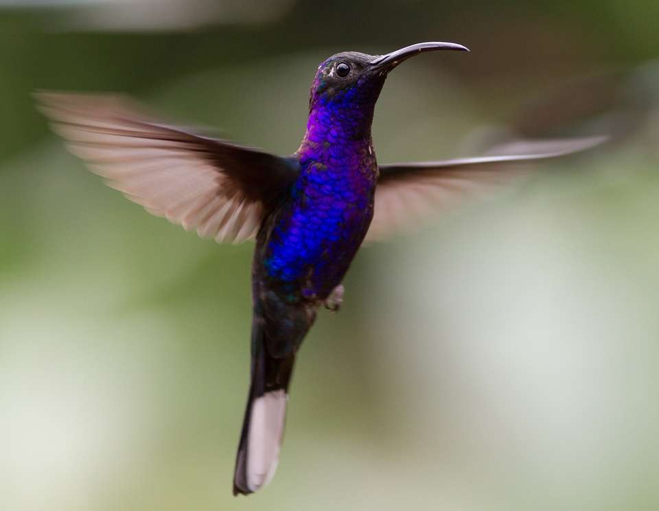 Wild Jungles And Secret Mountains Of Costa Rica (on Request) - Destination Services - Costa Rica - Image 5