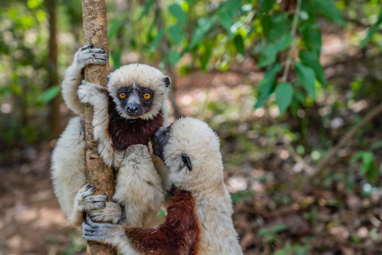 Wild Madagascar trip - alternative tour available