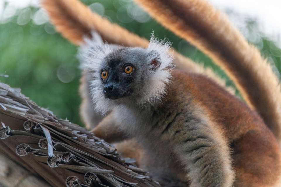 Wild Madagascar - Exodus Adventure Travels - Madagascar - Image 14