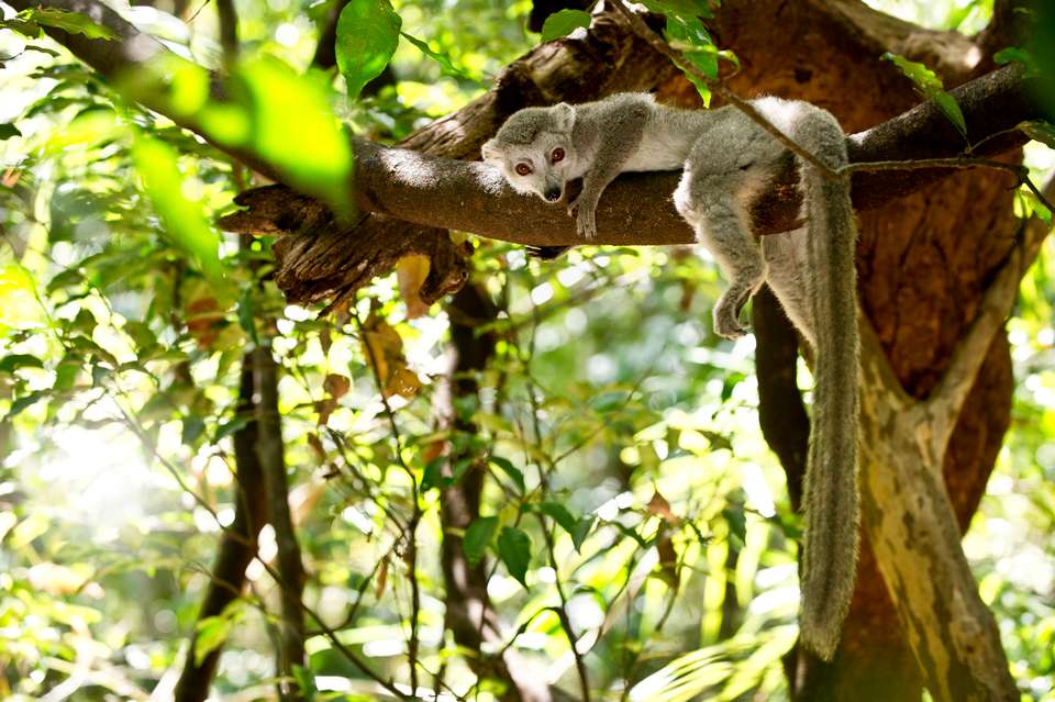 Wild Madagascar - Exodus Adventure Travels - Madagascar - Image 8