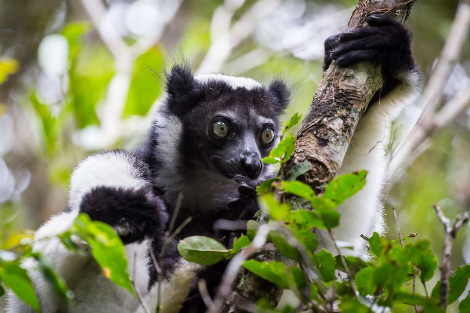 Wild Madagascar - Exodus Adventure Travels - Madagascar - Image 7