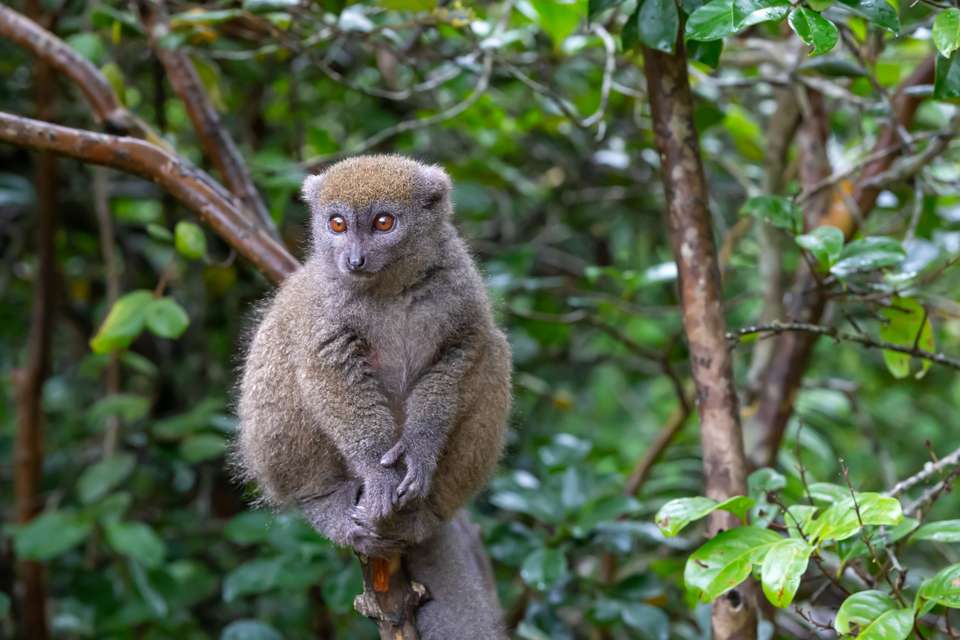 Wild Madagascar - Exodus Adventure Travels - Madagascar - Image 4