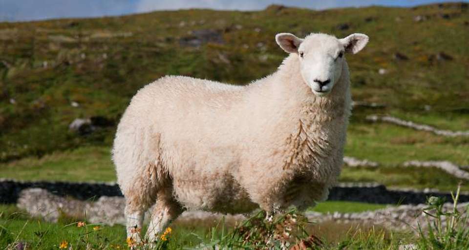 Wild Northern Ireland & Donegal - 6 days - undefined - Image 5