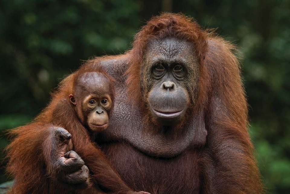 Wild Sarawak - Intrepid Travel - Malaysia - Image 5
