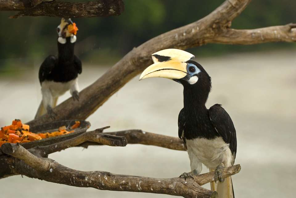 Wild Sarawak - Intrepid Travel - Malaysia - Image 7