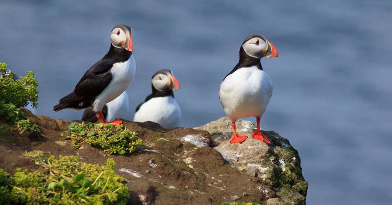 Wild Scotland - M/V Sylvia Earle trip - alternative tour available