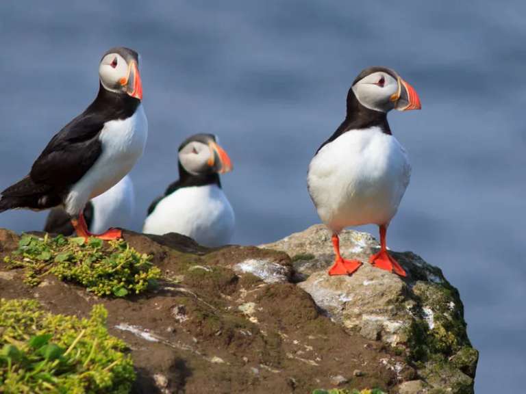 Wild Scotland - M/V Sylvia Earle