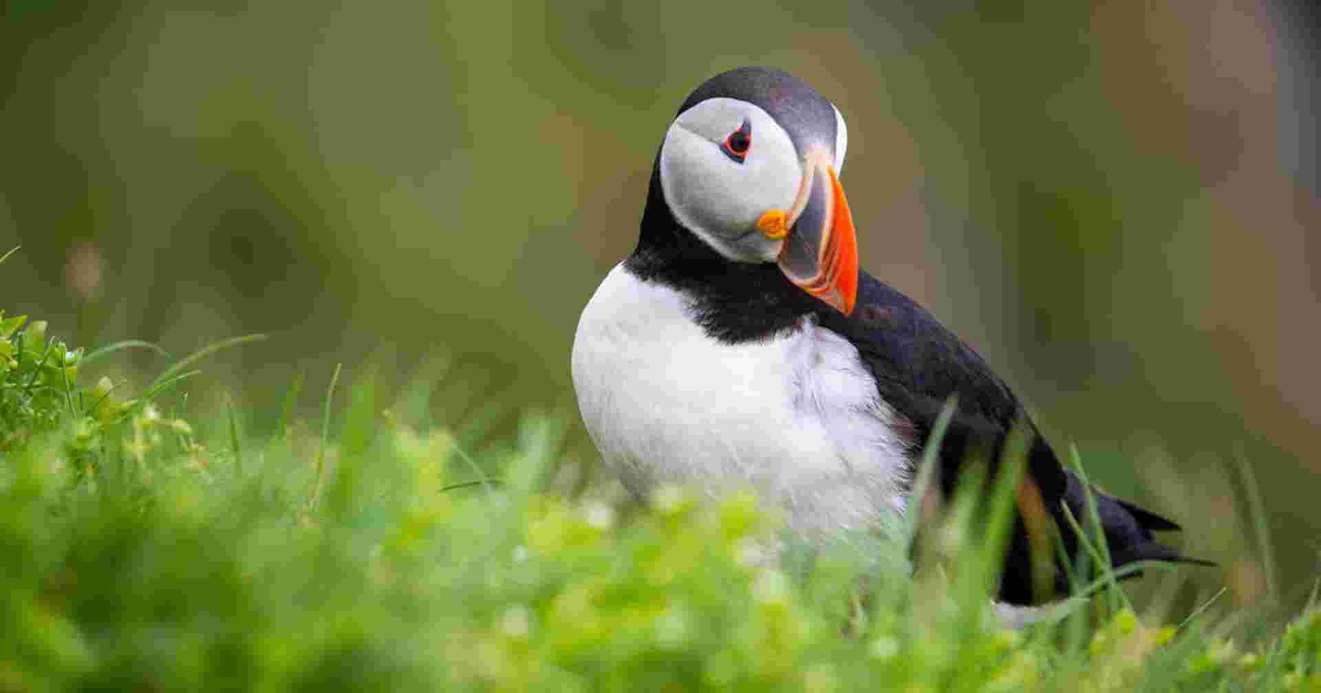 Wild Scottish Isles & Norwegian Fjords - M/V Sylvia Earle