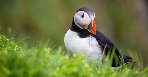 Wild Scottish Isles & Norwegian Fjords - M/v Sylvia Earle