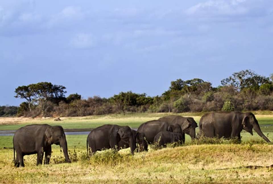 Wild Sri Lanka & Beach for Families - 13 days - On The Go Tours - Sri Lanka - Image 2