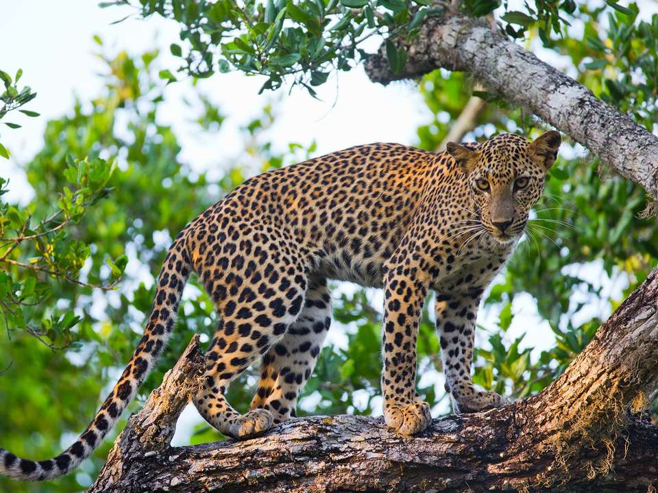 Wild Sri Lanka & Beach for Families - 13 days - On The Go Tours - Sri Lanka - Image 4