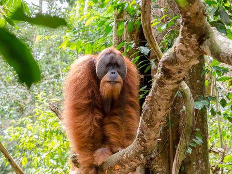 Wild Sumatra - 6 Days - Fall Tours