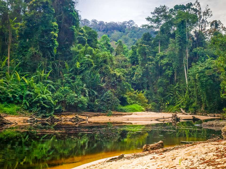 Wild Taman Negara Discovery - 4 days - On The Go Tours - Malaysia - Image 2