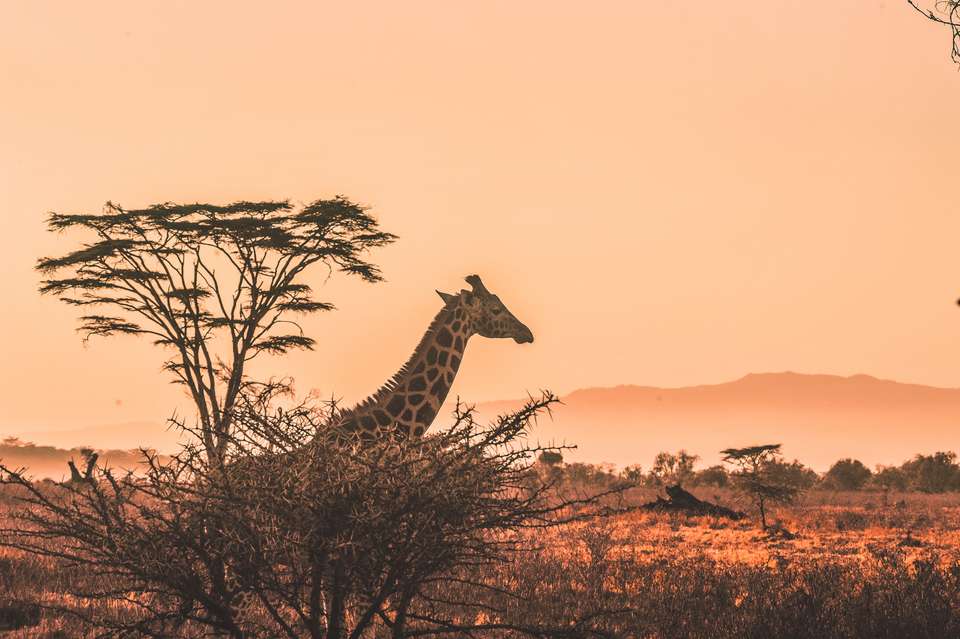 Wilderness of Southern Africa: Safari by Land & Water  - Collette Tours - South Africa - Image 2