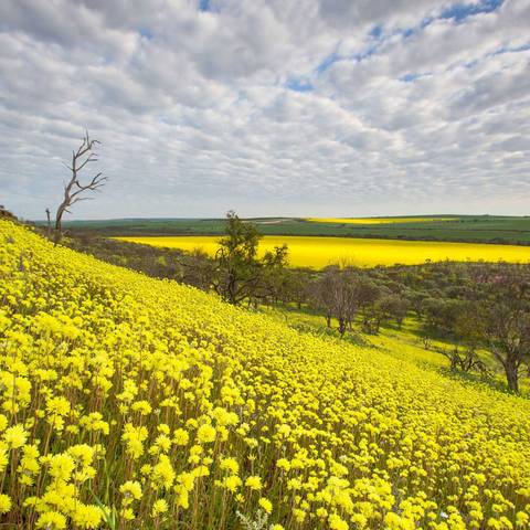 Sightseeing, Attractions, Culture And History Tour: Wildflower Wanderer