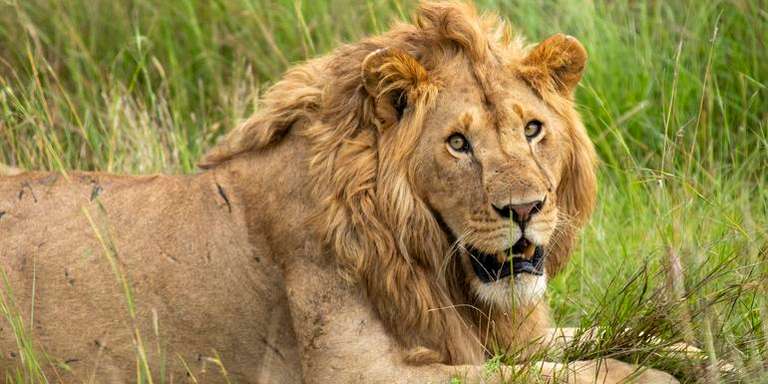 Wildlife & Coastal Wonders of Kenya: Tsavo to Watamu trip - alternative tour available