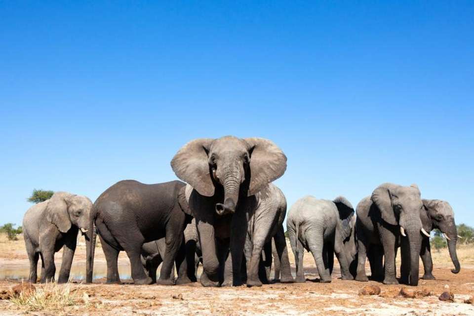 Wildlife & Waterfalls - 2026 - Encounters Travel - South Africa - Image 5