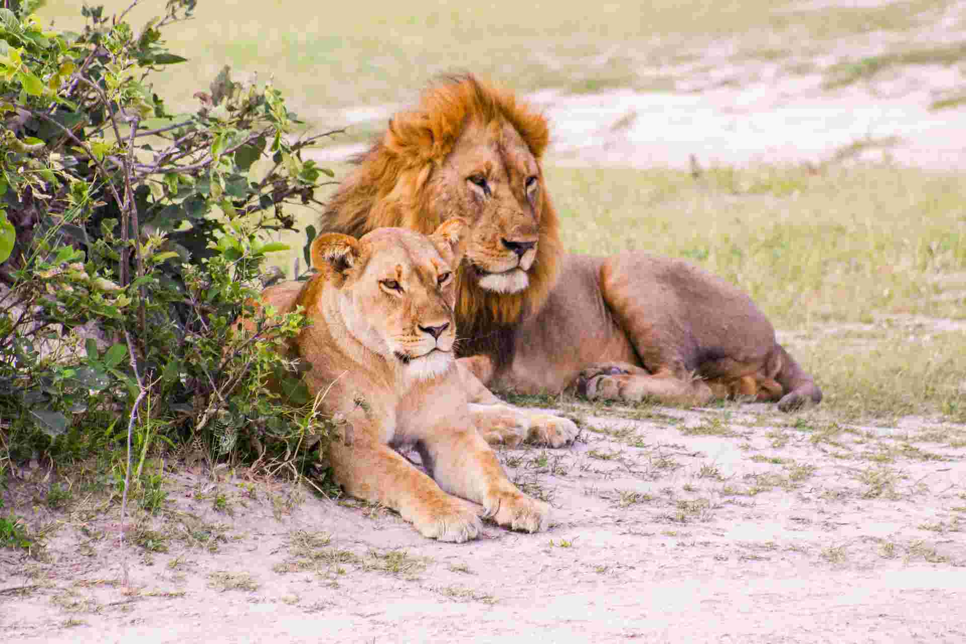 Wildlife & Wilderness of Botswana