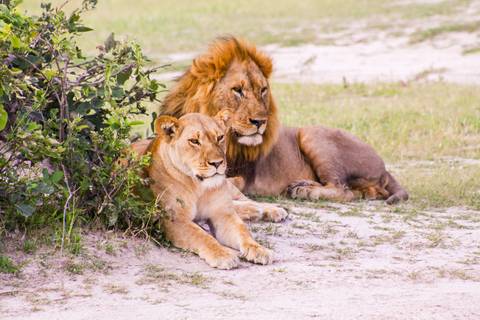Africa Wildlife Safaris And Game Drives Tour: Wildlife & Wilderness Of Botswana