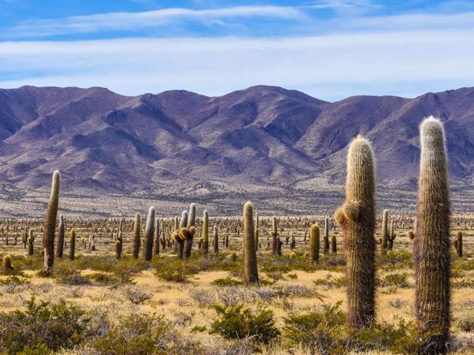 Wine and Landscapes of Argentina's Northwest - undefined - Image 24