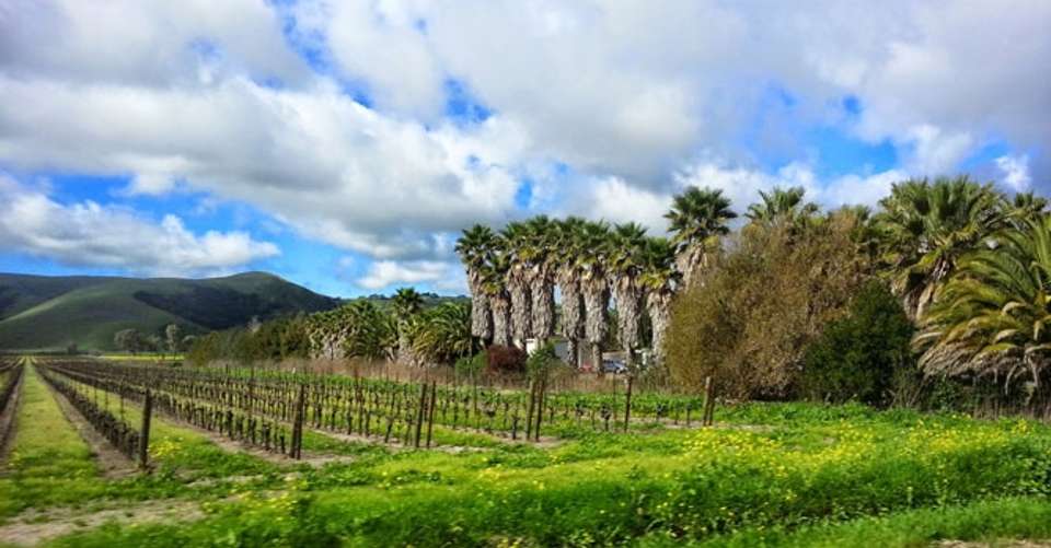 San Francisco: Redwoods and California Wine Country Tour - Extranomical Tours - USA - Image 3