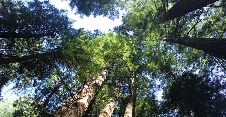 San Francisco: Redwoods and California Wine Country Tour - Extranomical Tours - USA - Image 4