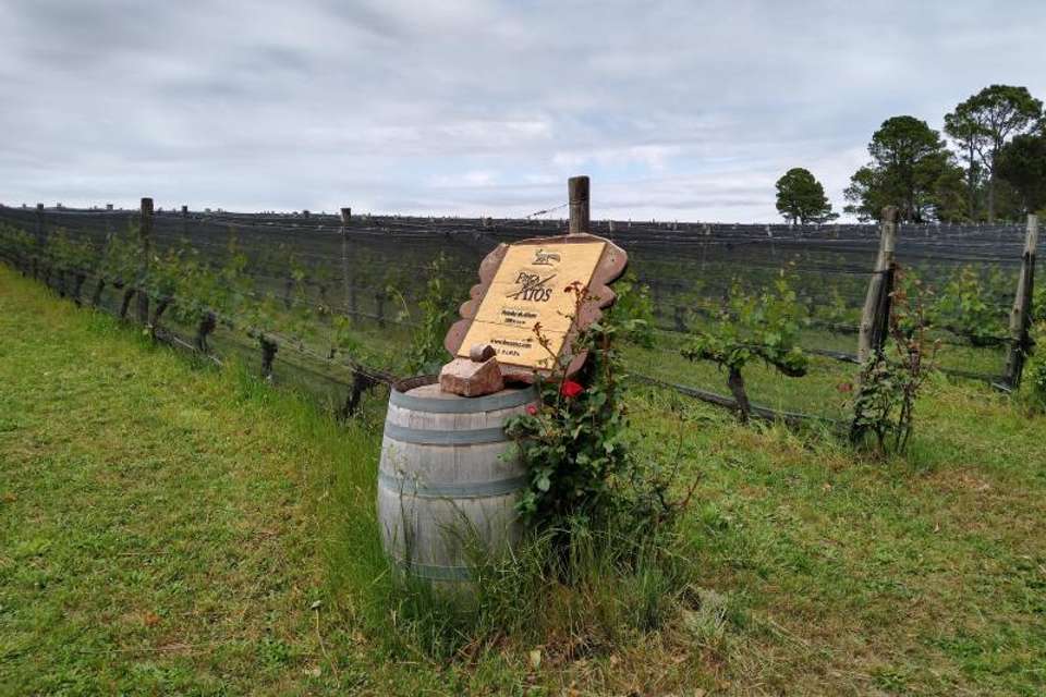 Wine Road in Calamuchita Valley - Tangol Tours - Argentina - Image 3