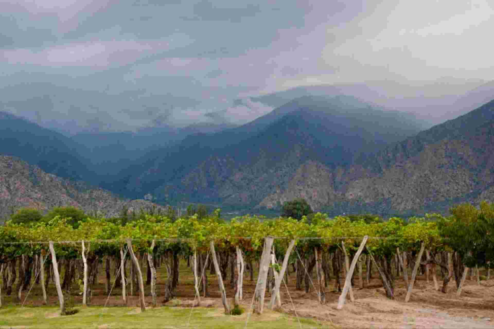 Wine Route from Salta