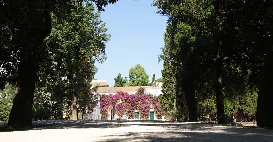 Wine tasting in a typical “masseria” - Associazione Culturale "le Terre Di Federico" - Italy - Image 2