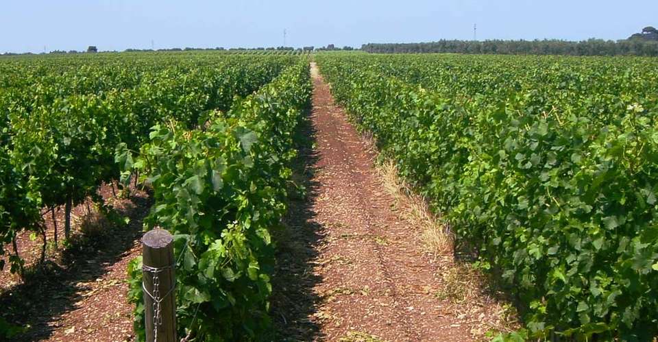 Wine tasting in a typical “masseria” - Associazione Culturale "le Terre Di Federico" - Italy - Image 7