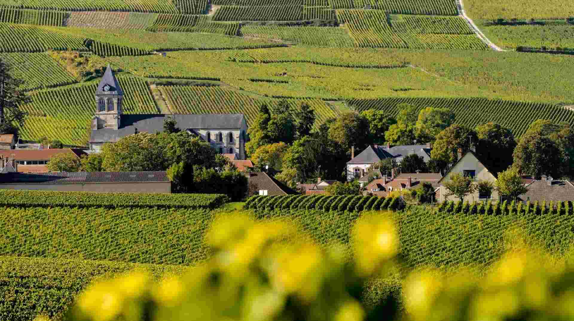 Wine Tasting in the Champagne Region