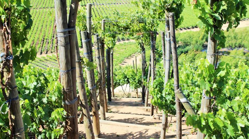 Wine Tour at Emiliana & Bodegas Re - Chile Off Track - Chile - Image 2