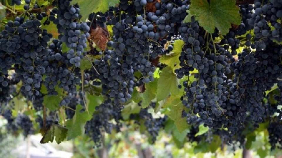 Wine Tour in Kakheti - Georgian Holidays Llc - Georgia - Image 2