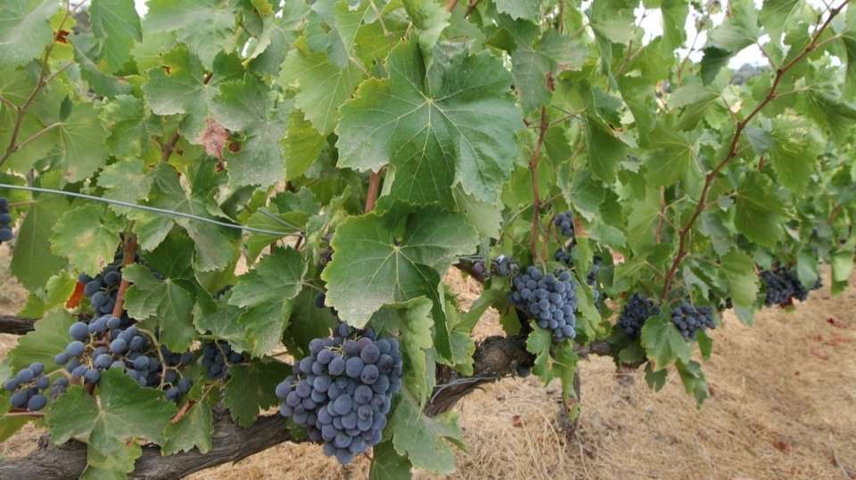 Winery Tour With Tapas In Ronda - Costa Excursions - Spain - Image 3