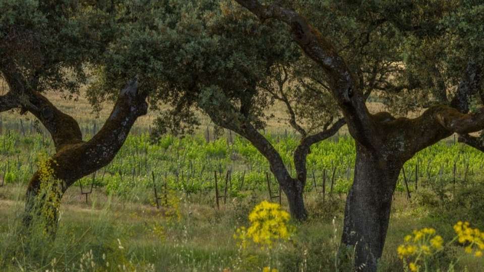 Winery Tour With Tapas In Ronda - Costa Excursions - Spain - Image 4