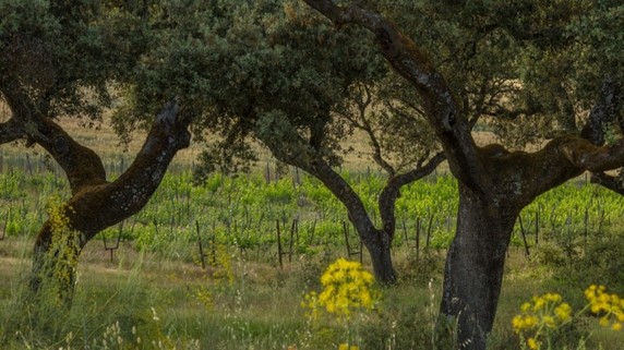 Image 4 of 7
